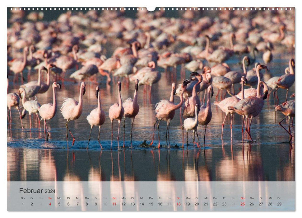 Flamingo Impressionen 2024 (CALVENDO Wandkalender 2024)