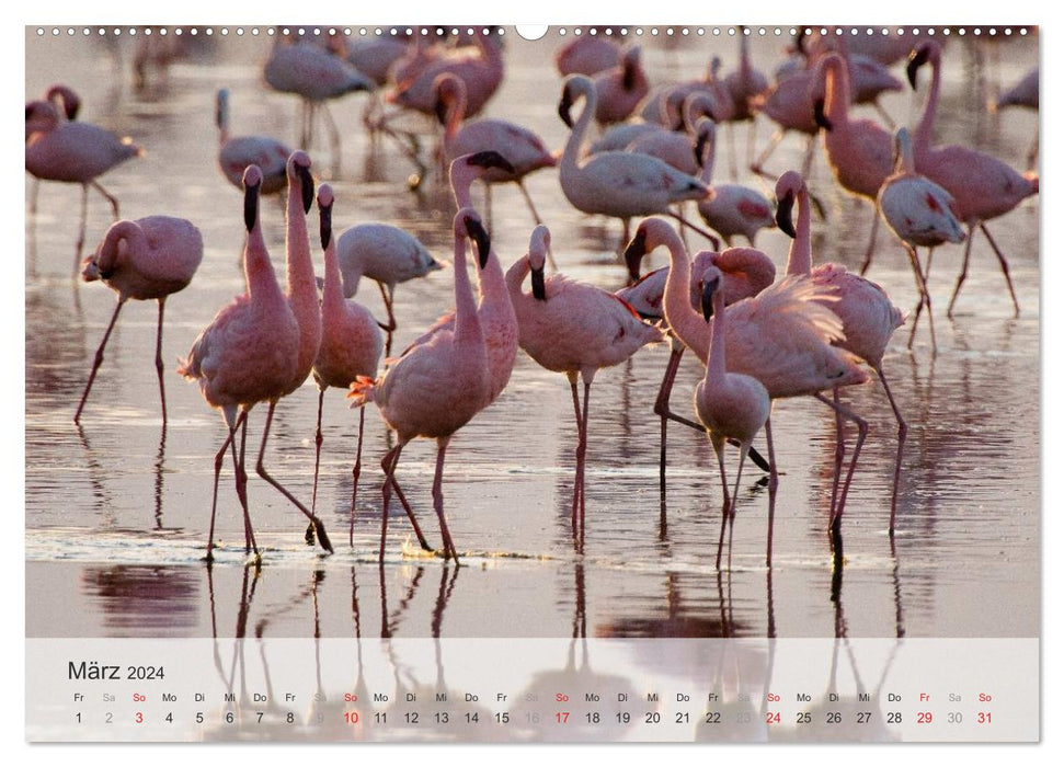 Flamingo Impressionen 2024 (CALVENDO Wandkalender 2024)