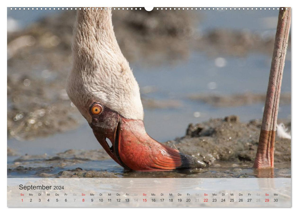Flamingo Impressionen 2024 (CALVENDO Wandkalender 2024)