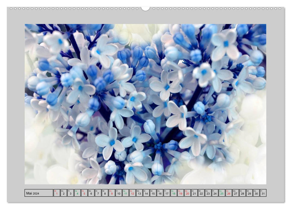 Blüten Impressionen (CALVENDO Premium Wandkalender 2024)