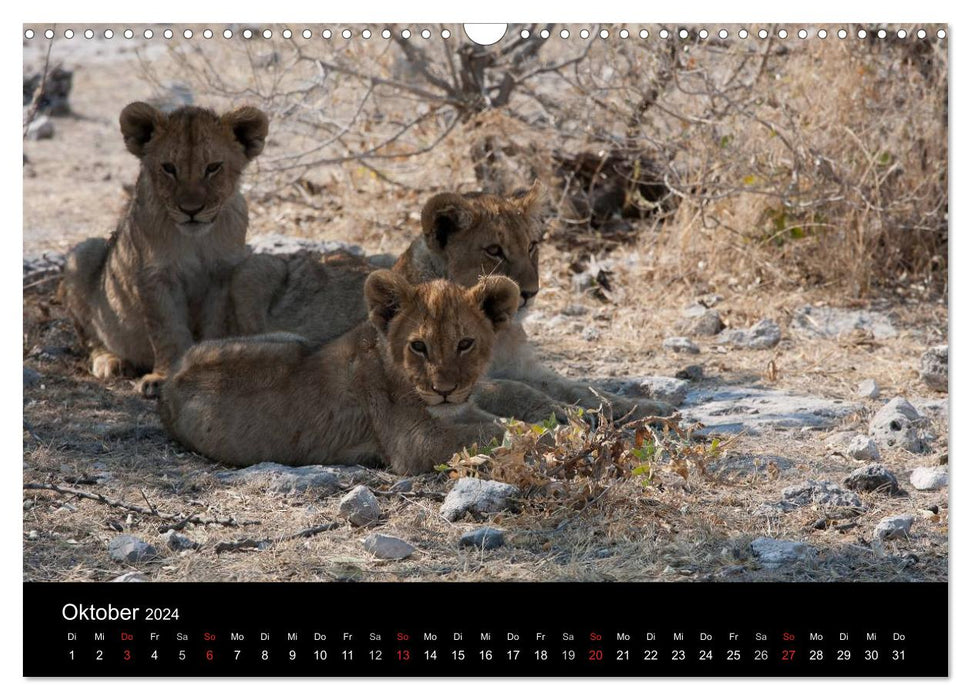 Wildlife Namibia (CALVENDO Wandkalender 2024)