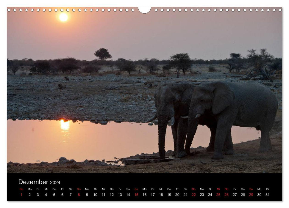 Wildlife Namibia (CALVENDO Wandkalender 2024)