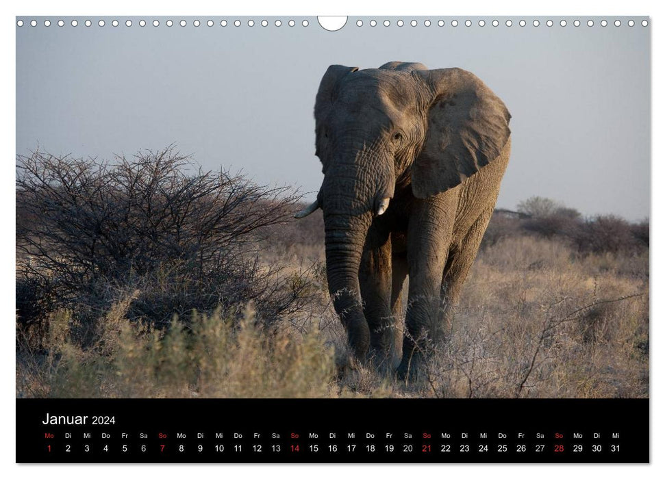 Wildlife Namibia (CALVENDO Wandkalender 2024)