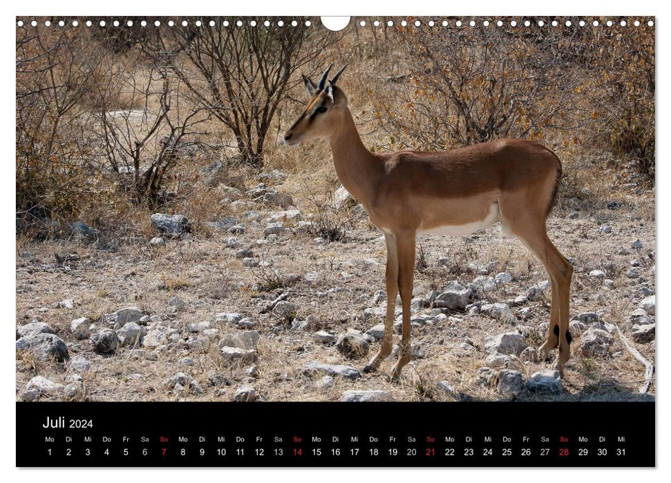 Wildlife Namibia (CALVENDO Wandkalender 2024)