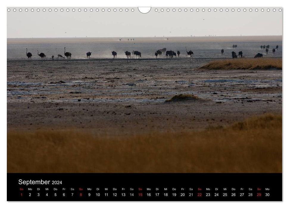 Wildlife Namibia (CALVENDO Wandkalender 2024)