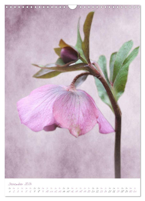 pastel flower collection (CALVENDO Wandkalender 2024)