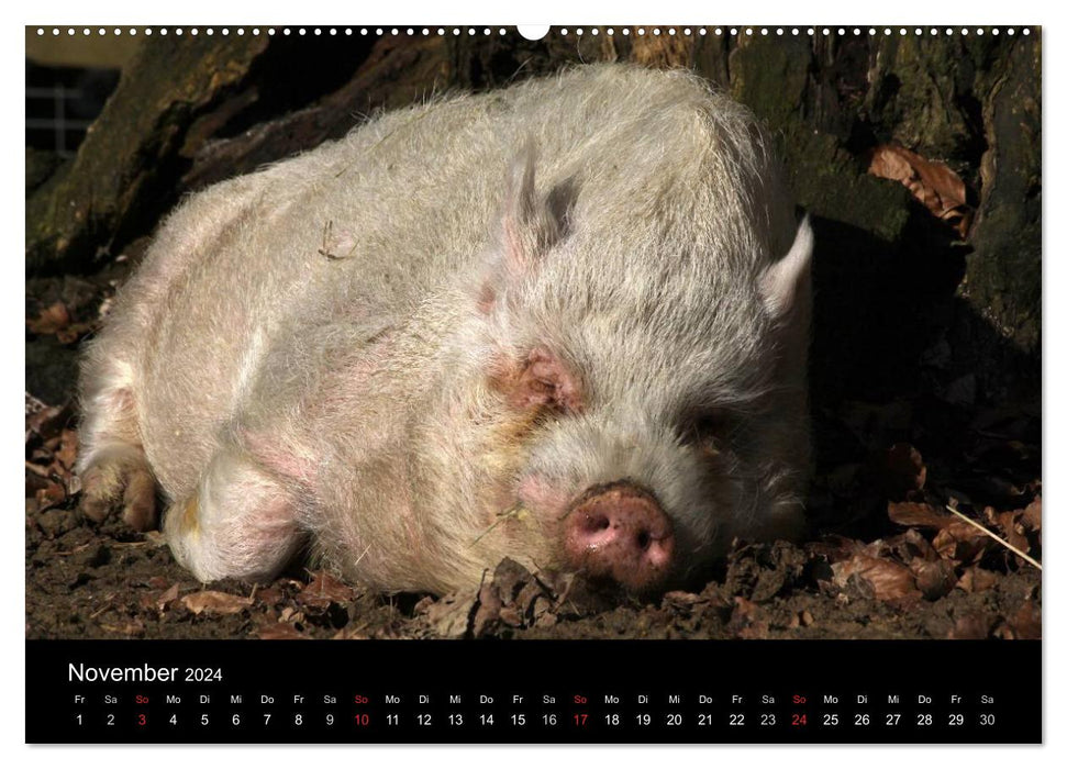 Schweinereien (CALVENDO Premium Wandkalender 2024)