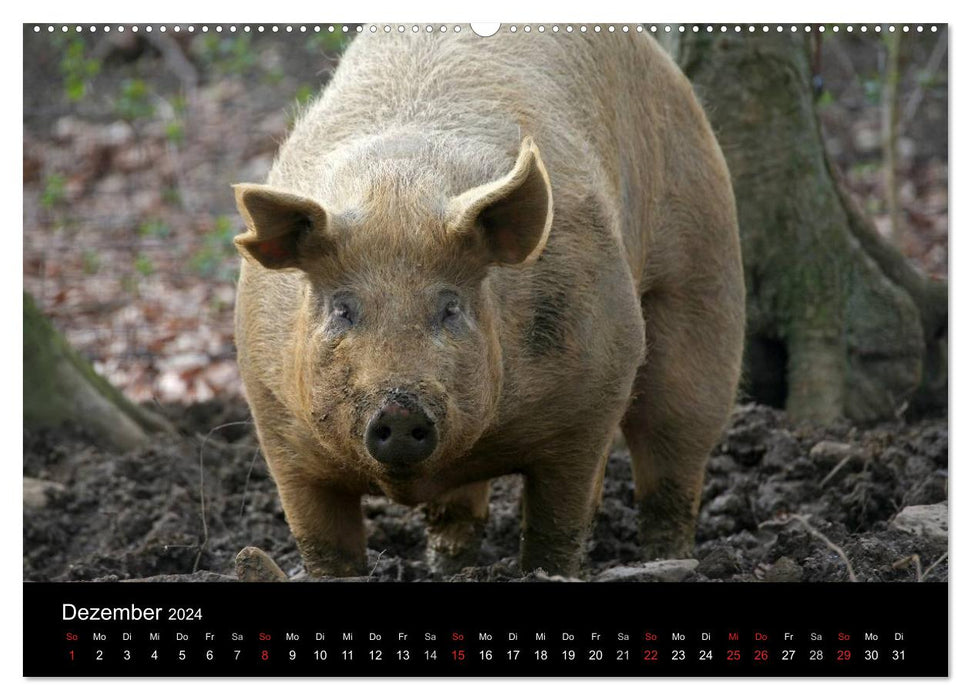 Schweinereien (CALVENDO Premium Wandkalender 2024)