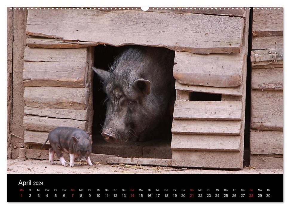 Schweinereien (CALVENDO Premium Wandkalender 2024)