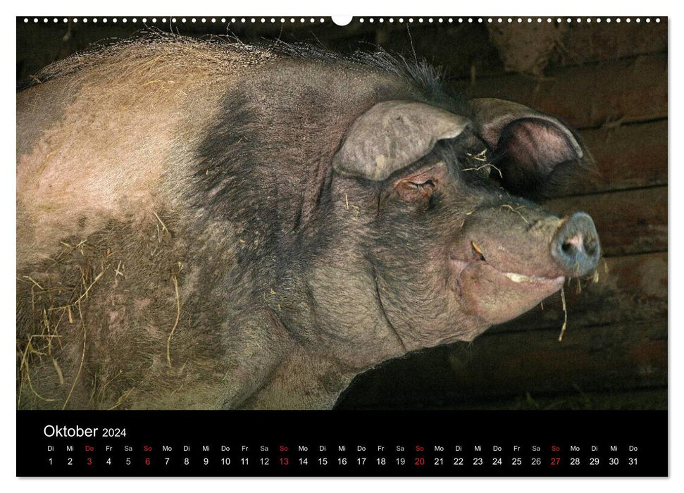 Schweinereien (CALVENDO Wandkalender 2024)