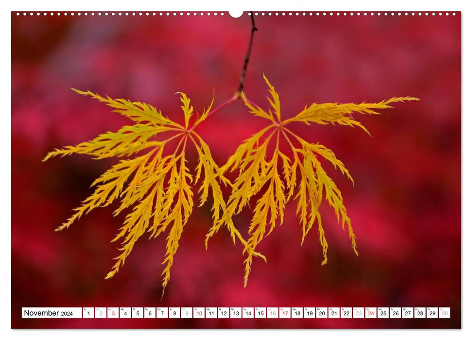 Bunte Blätter (CALVENDO Wandkalender 2024)
