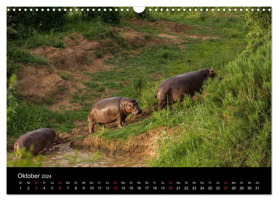 Südafrika (CALVENDO Wandkalender 2024)