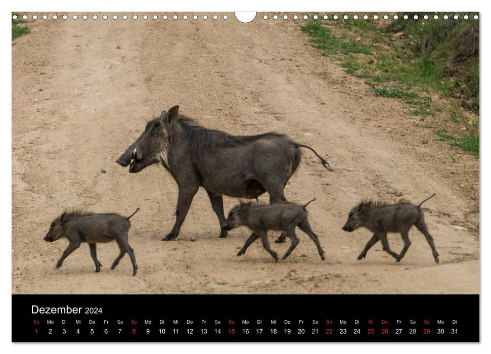 Südafrika (CALVENDO Wandkalender 2024)