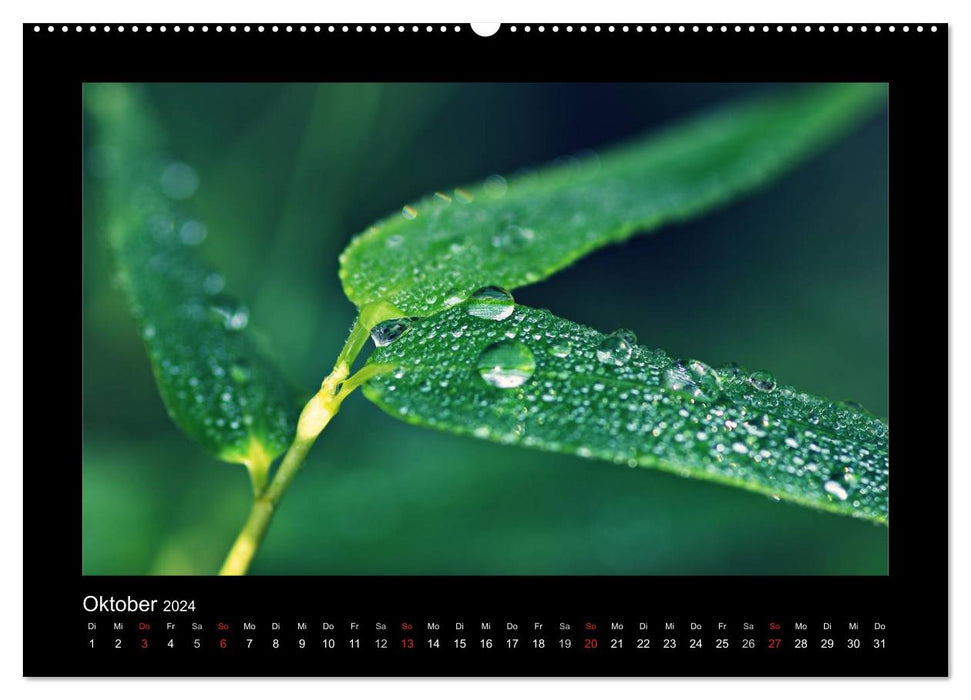 Meine kleine grüne Wassertropfen Welt (CALVENDO Premium Wandkalender 2024)