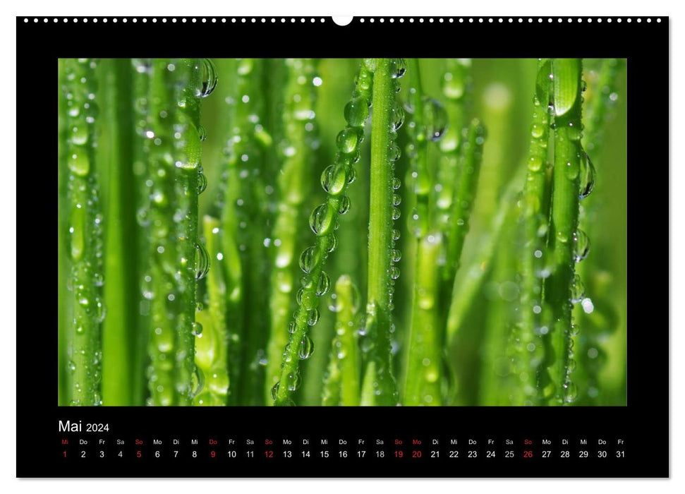 Meine kleine grüne Wassertropfen Welt (CALVENDO Premium Wandkalender 2024)