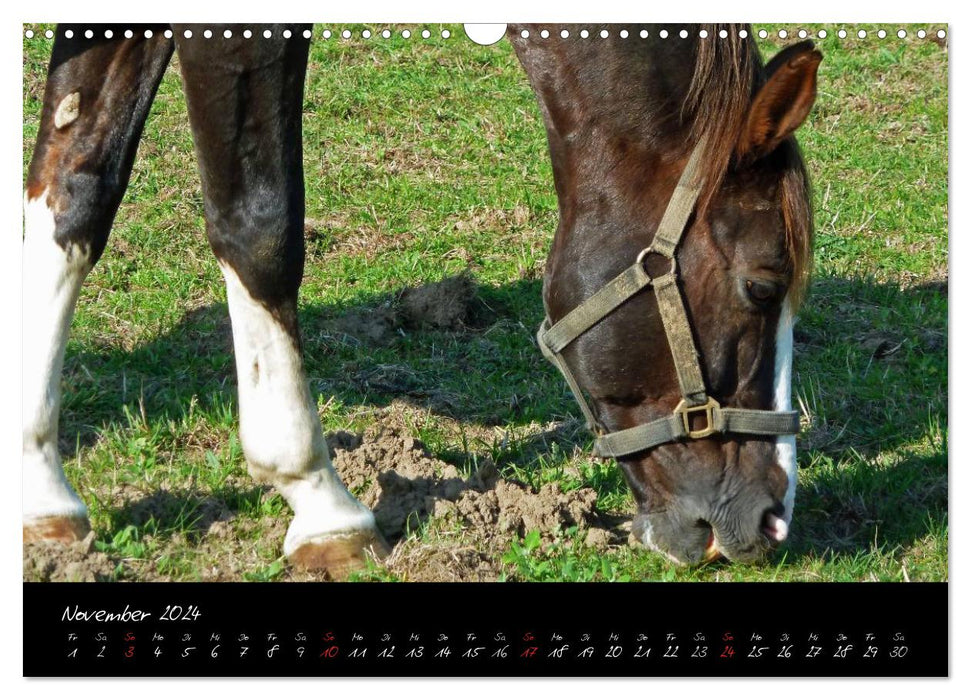 Pferdegeflüster (CALVENDO Wandkalender 2024)