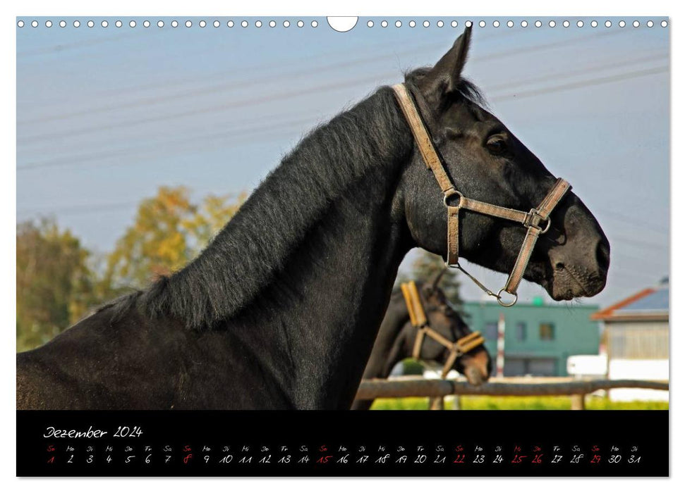 Pferdegeflüster (CALVENDO Wandkalender 2024)