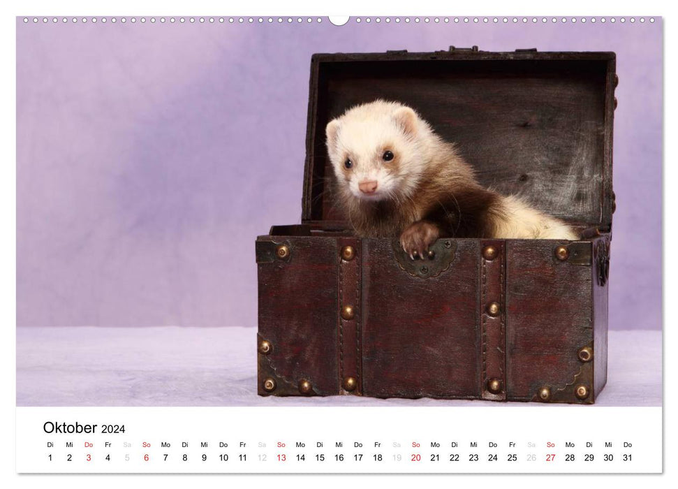 Frettchen - Ferrets (CALVENDO Premium Wandkalender 2024)