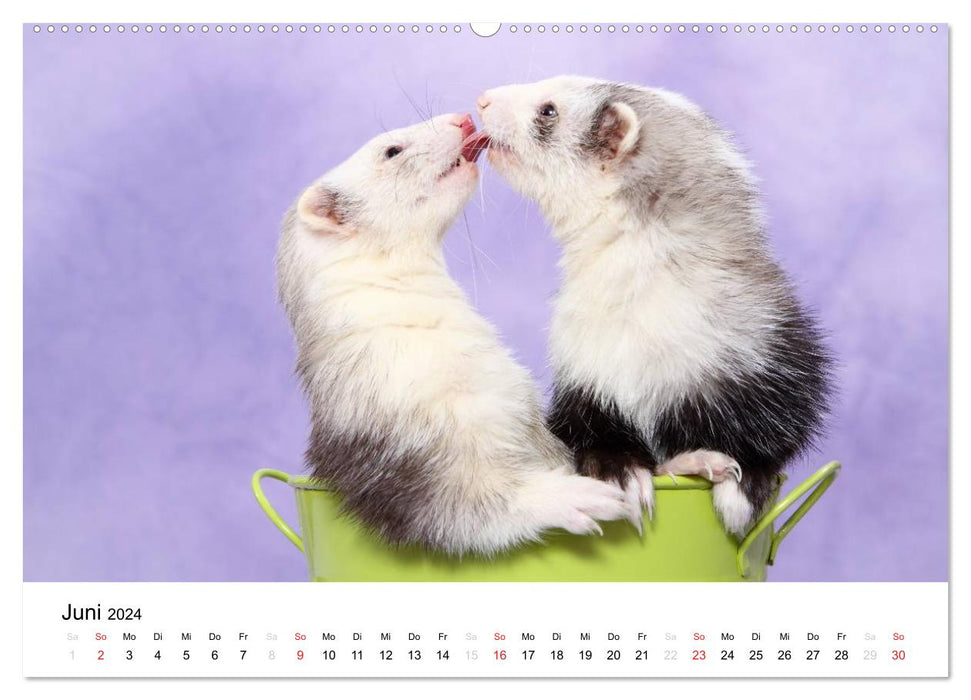 Frettchen - Ferrets (CALVENDO Premium Wandkalender 2024)