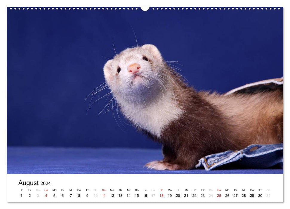 Frettchen - Ferrets (CALVENDO Premium Wandkalender 2024)