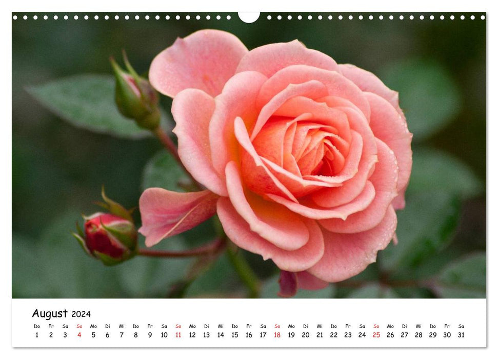 Blütenzauber (CALVENDO Wandkalender 2024)