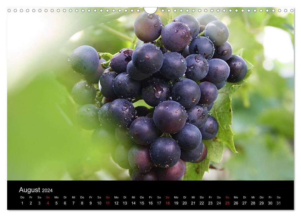 Obst und Gemüse (CALVENDO Wandkalender 2024)