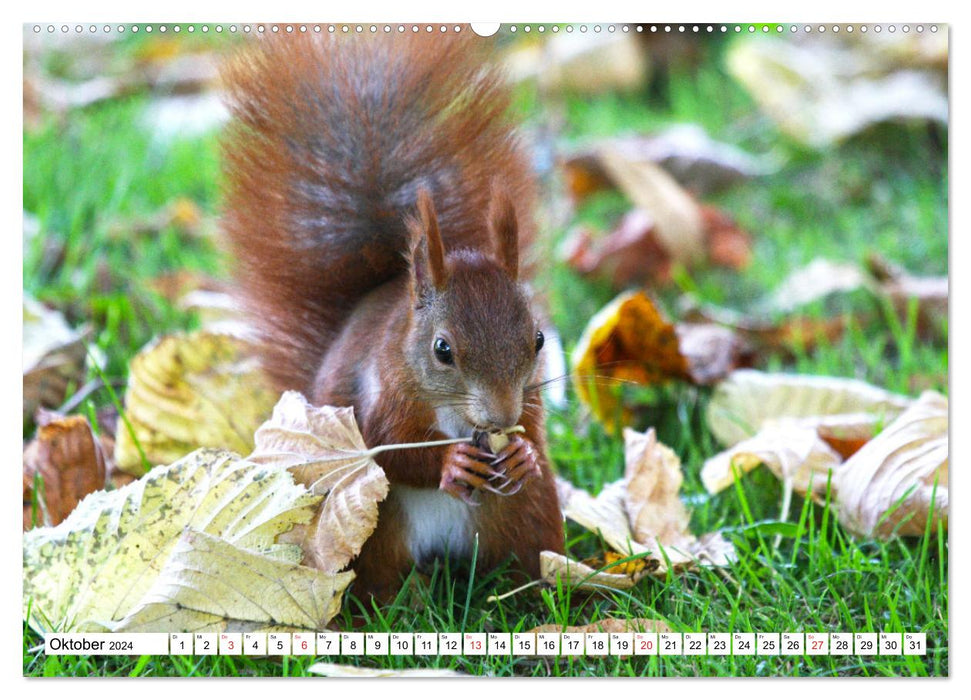 Eichhörnchen in freier Natur (CALVENDO Premium Wandkalender 2024)