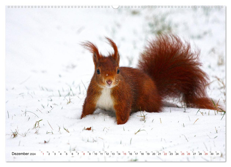 Eichhörnchen in freier Natur (CALVENDO Premium Wandkalender 2024)