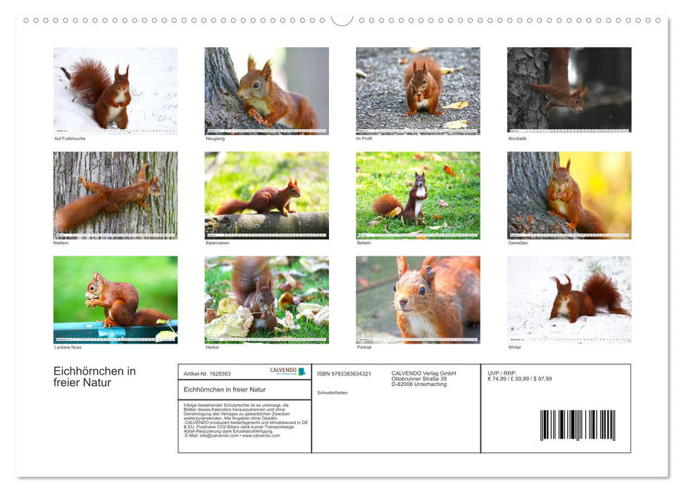 Eichhörnchen in freier Natur (CALVENDO Premium Wandkalender 2024)