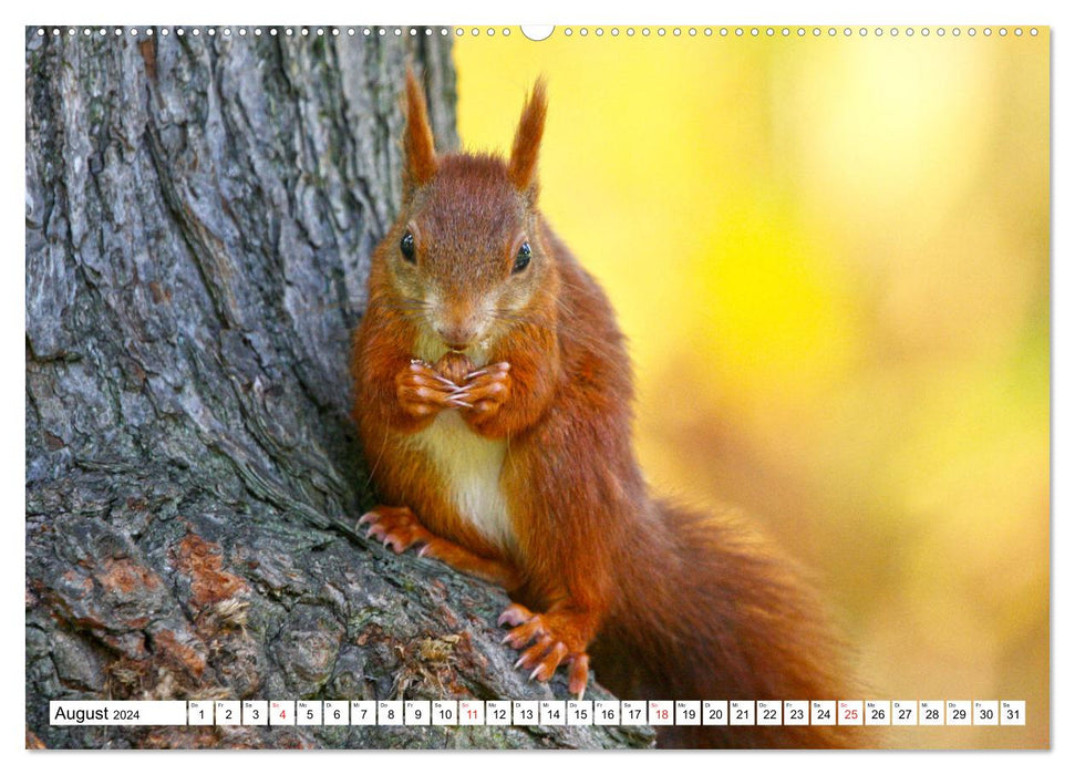 Eichhörnchen in freier Natur (CALVENDO Premium Wandkalender 2024)