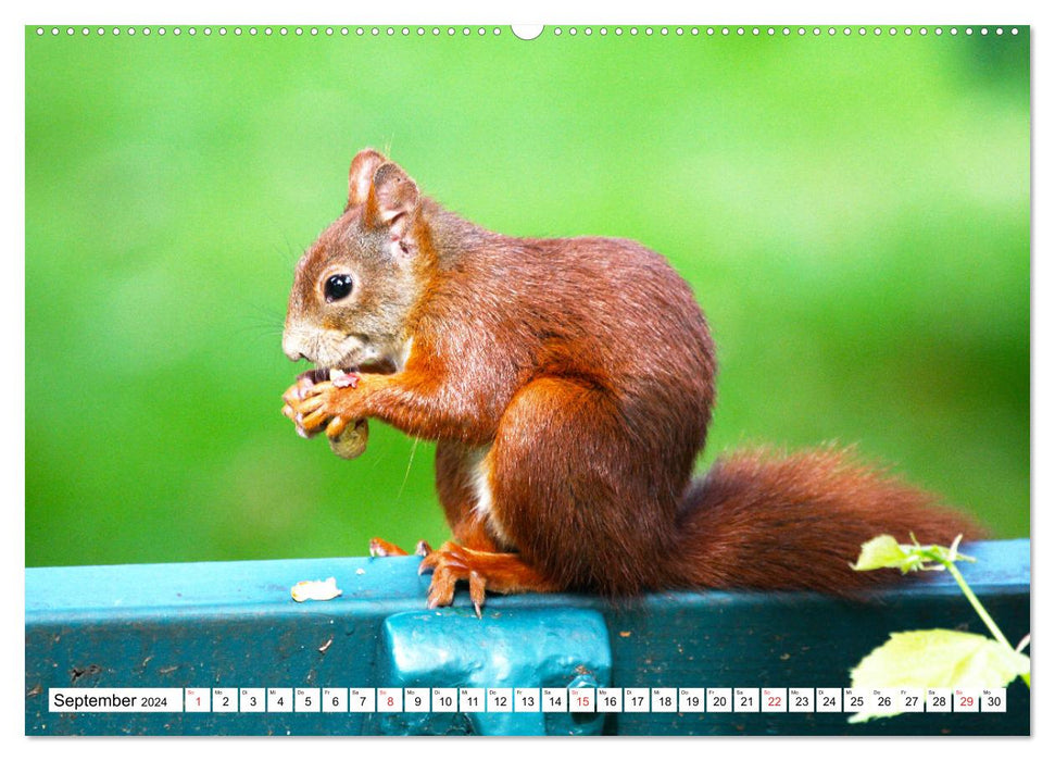 Eichhörnchen in freier Natur (CALVENDO Premium Wandkalender 2024)