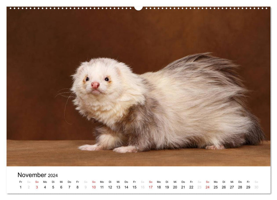 Frettchen - Ferrets (CALVENDO Wandkalender 2024)