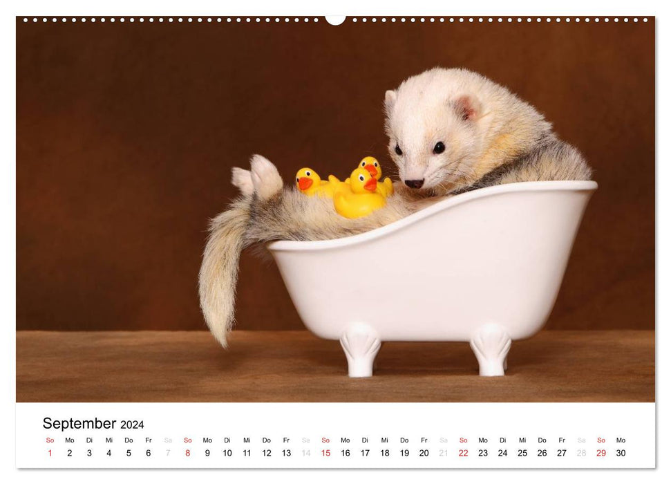 Frettchen - Ferrets (CALVENDO Wandkalender 2024)