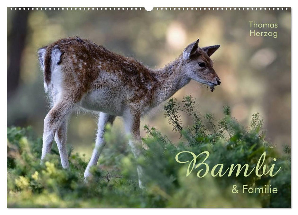 BAMBI & Familie (CALVENDO Wandkalender 2024)