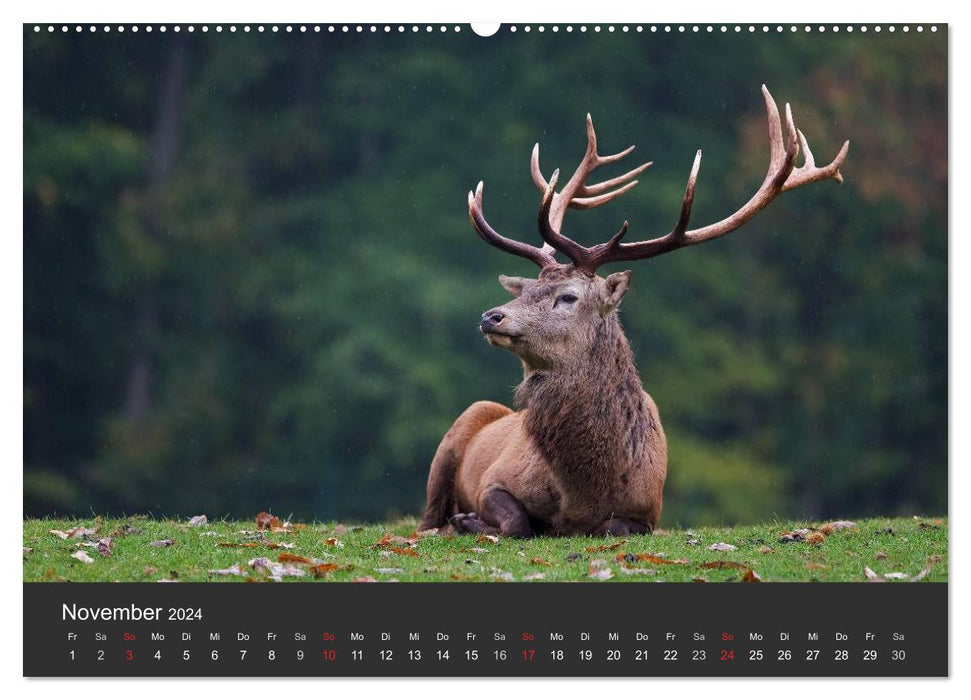 BAMBI & Familie (CALVENDO Wandkalender 2024)