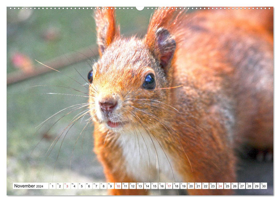 Squirrels in the wild (CALVENDO wall calendar 2024) 