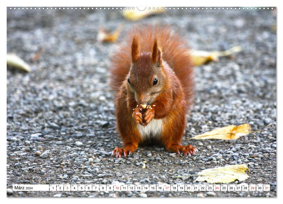 Eichhörnchen in freier Natur (CALVENDO Wandkalender 2024)