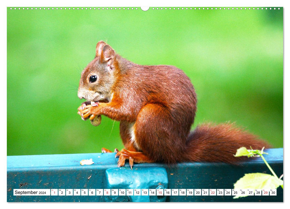 Eichhörnchen in freier Natur (CALVENDO Wandkalender 2024)