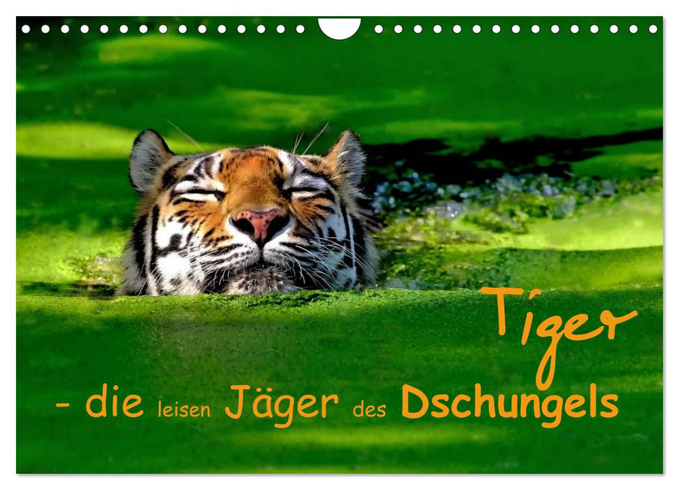Tiger - die leisen Jäger des Dschungels (CALVENDO Wandkalender 2024)
