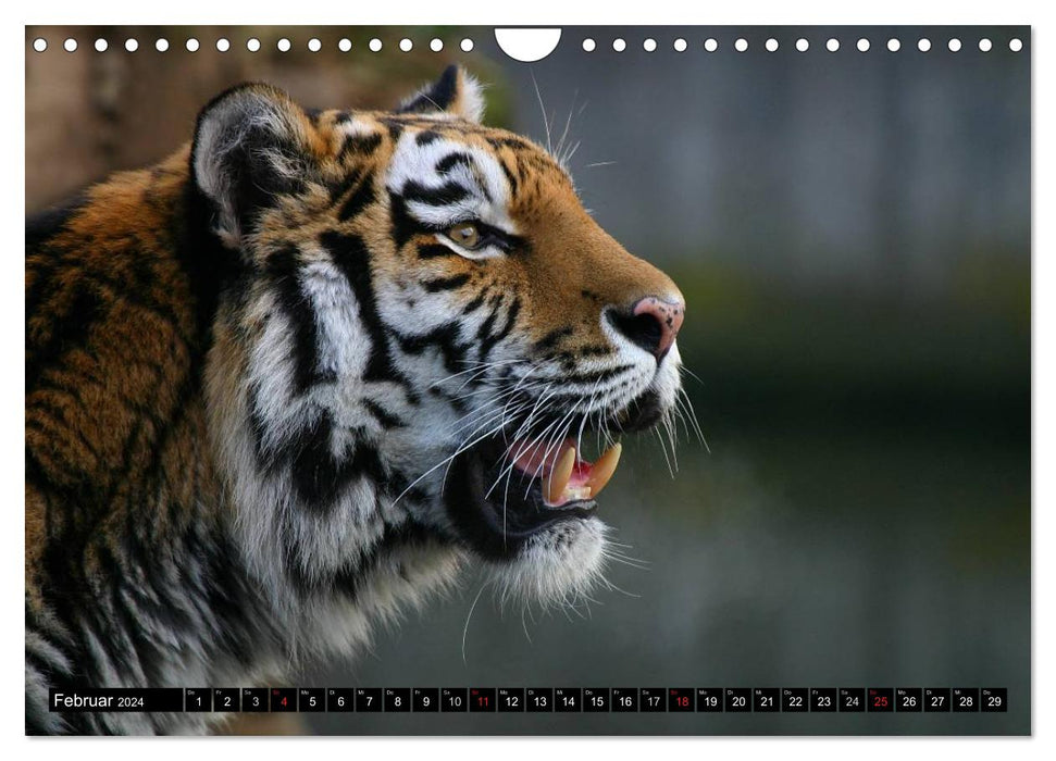 Tigers - the quiet hunters of the jungle (CALVENDO wall calendar 2024) 