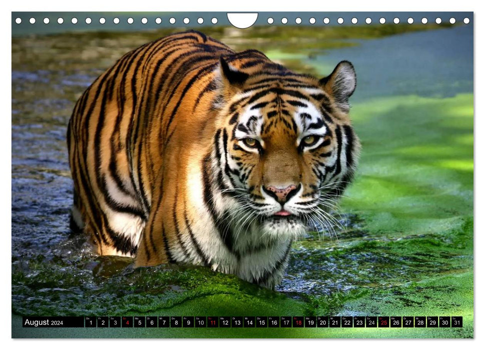 Tigers - the quiet hunters of the jungle (CALVENDO wall calendar 2024) 
