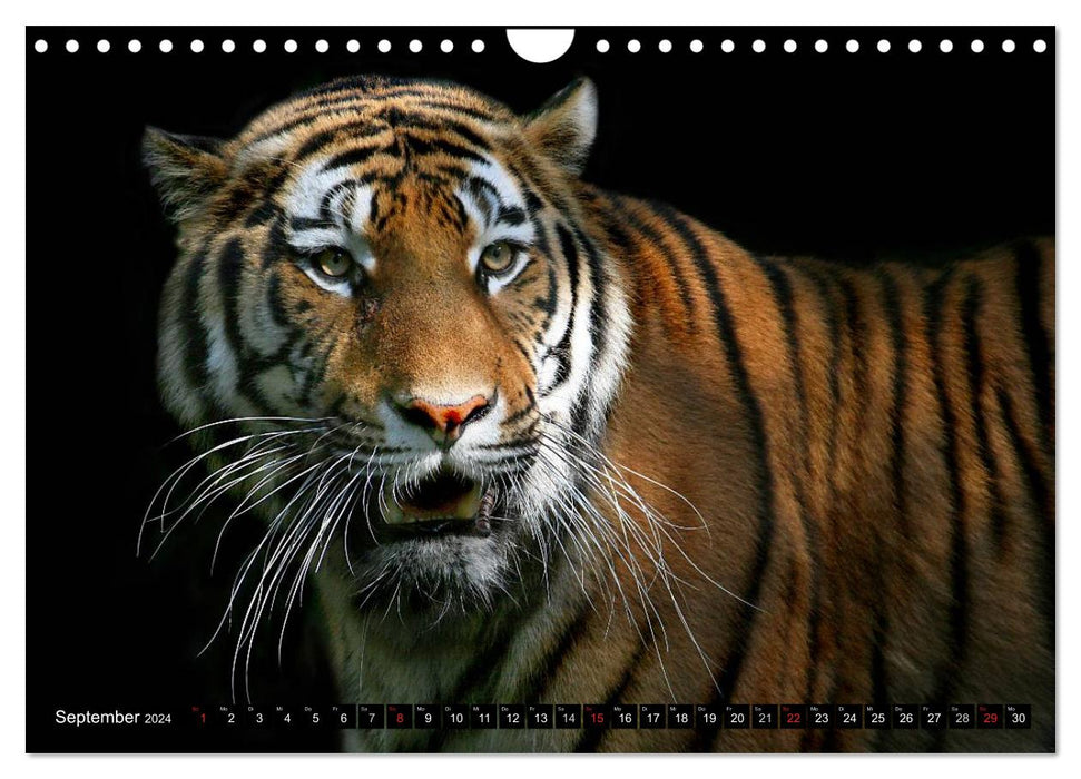 Tiger - die leisen Jäger des Dschungels (CALVENDO Wandkalender 2024)