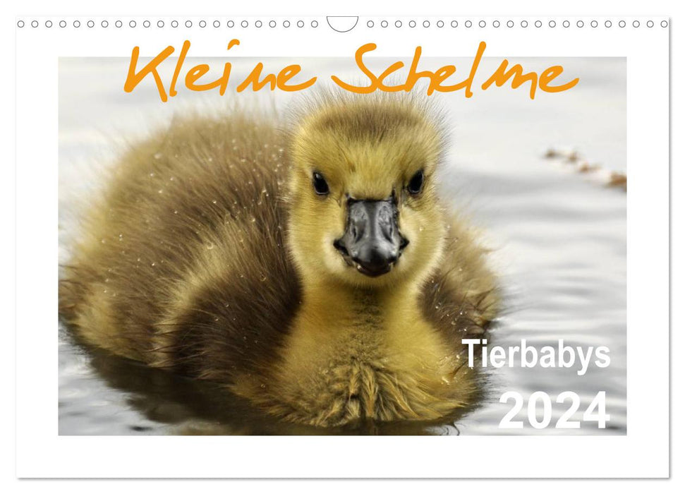 Kleine Schelme - Tierbabys (CALVENDO Wandkalender 2024)