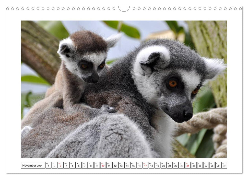 Little rogues - baby animals (CALVENDO wall calendar 2024) 