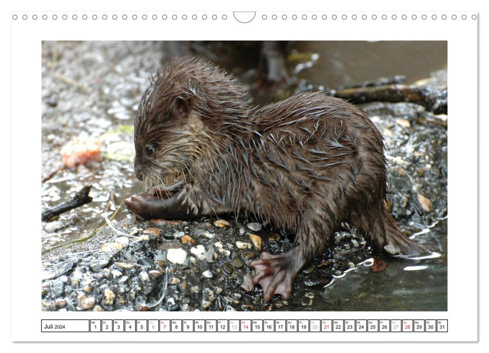 Little rogues - baby animals (CALVENDO wall calendar 2024) 
