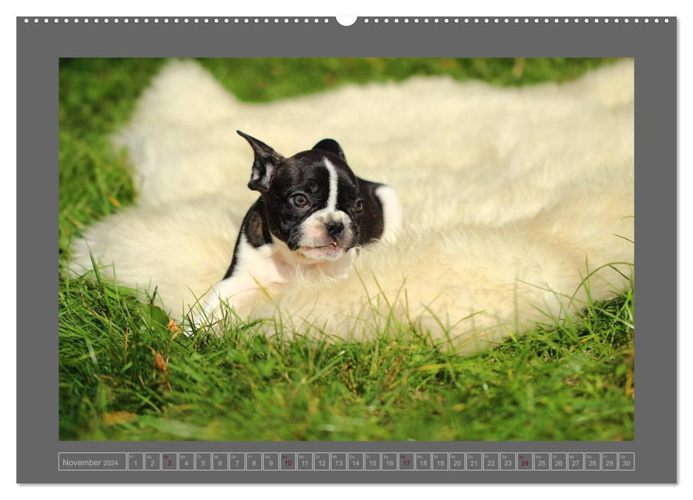 Französische Bulldoggen (CALVENDO Premium Wandkalender 2024)