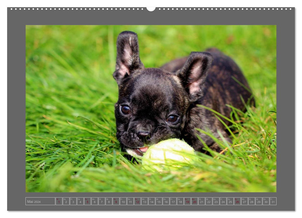 Französische Bulldoggen (CALVENDO Premium Wandkalender 2024)