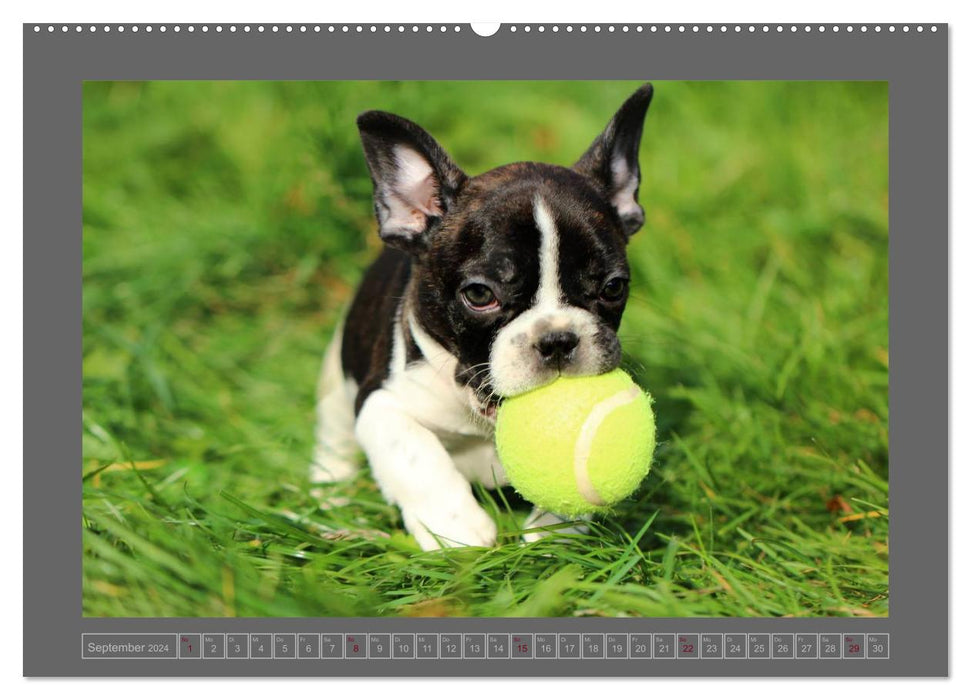 French Bulldogs (CALVENDO Premium Wall Calendar 2024) 