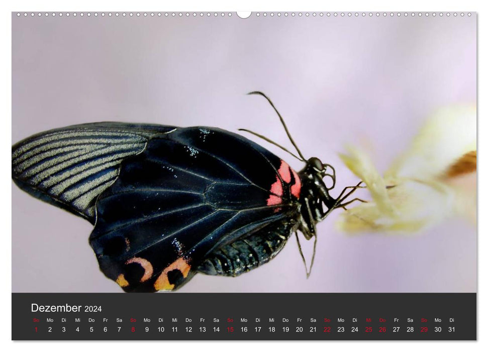 Butterflies (CALVENDO wall calendar 2024) 
