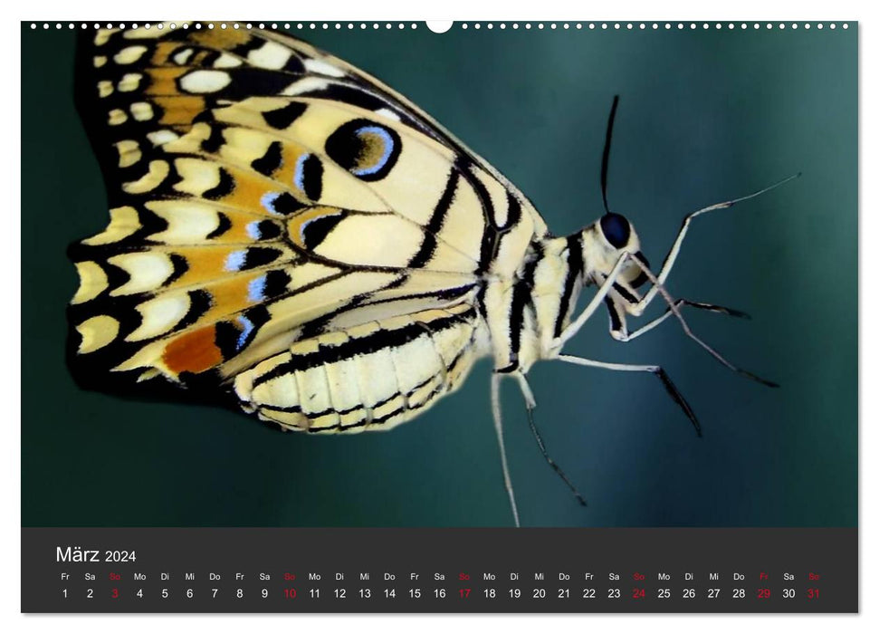 Butterflies (CALVENDO wall calendar 2024) 